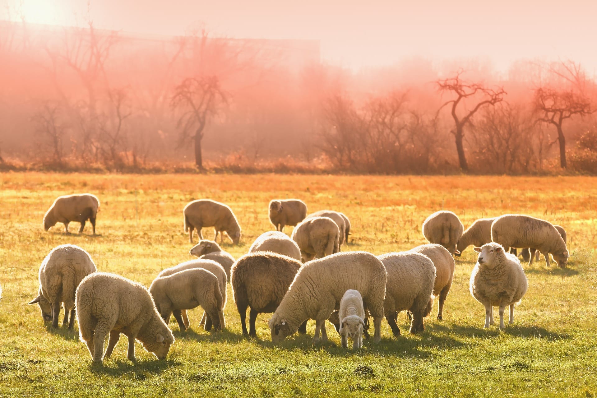 Mangeldenken – Oder: Mir wird nichts mangeln 🐑